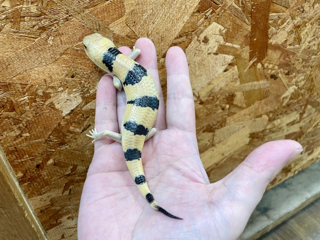 ピーターズバンデッドスキンク(3)