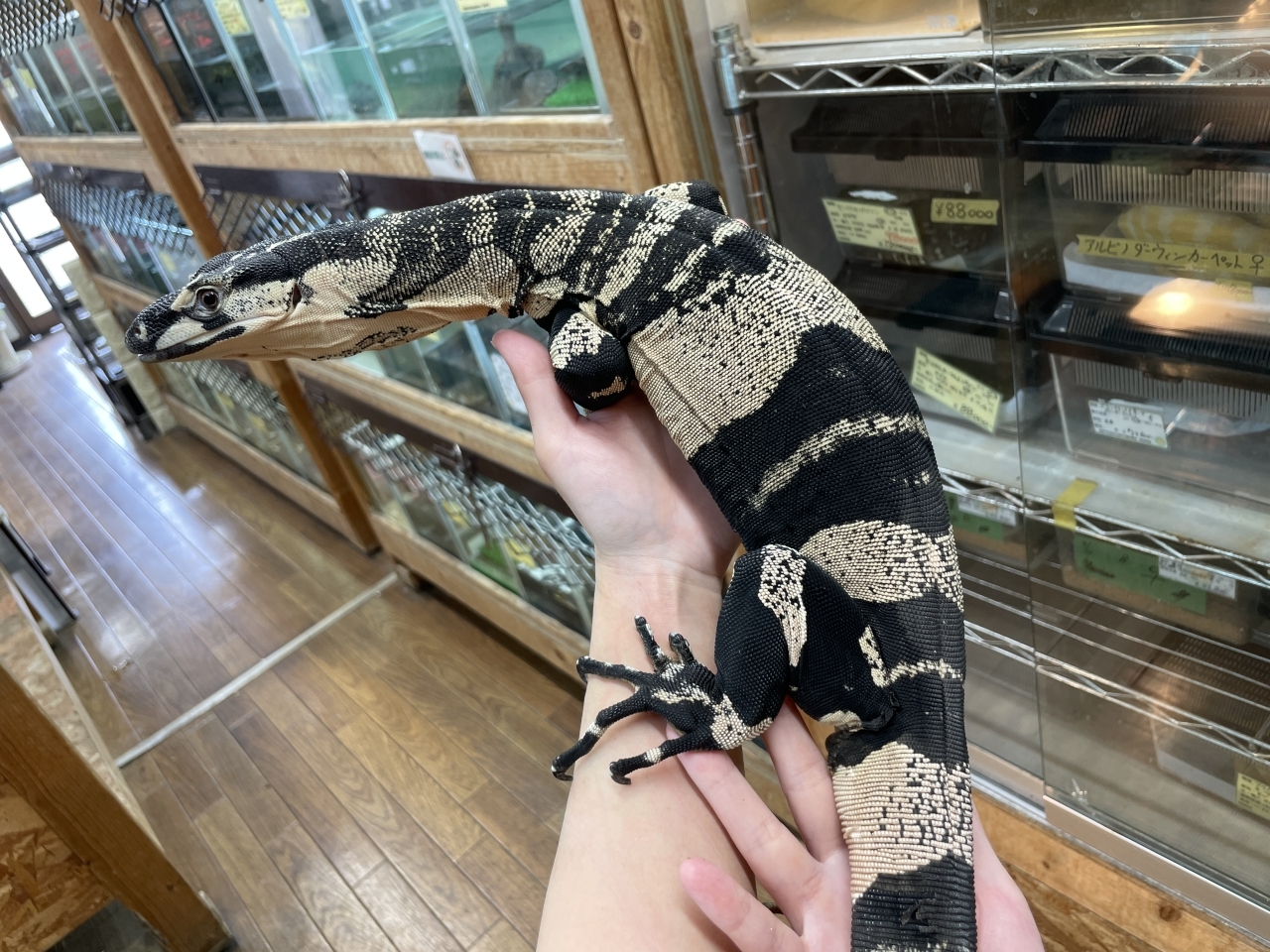 レースモニター（ベルフェイズ）(6)