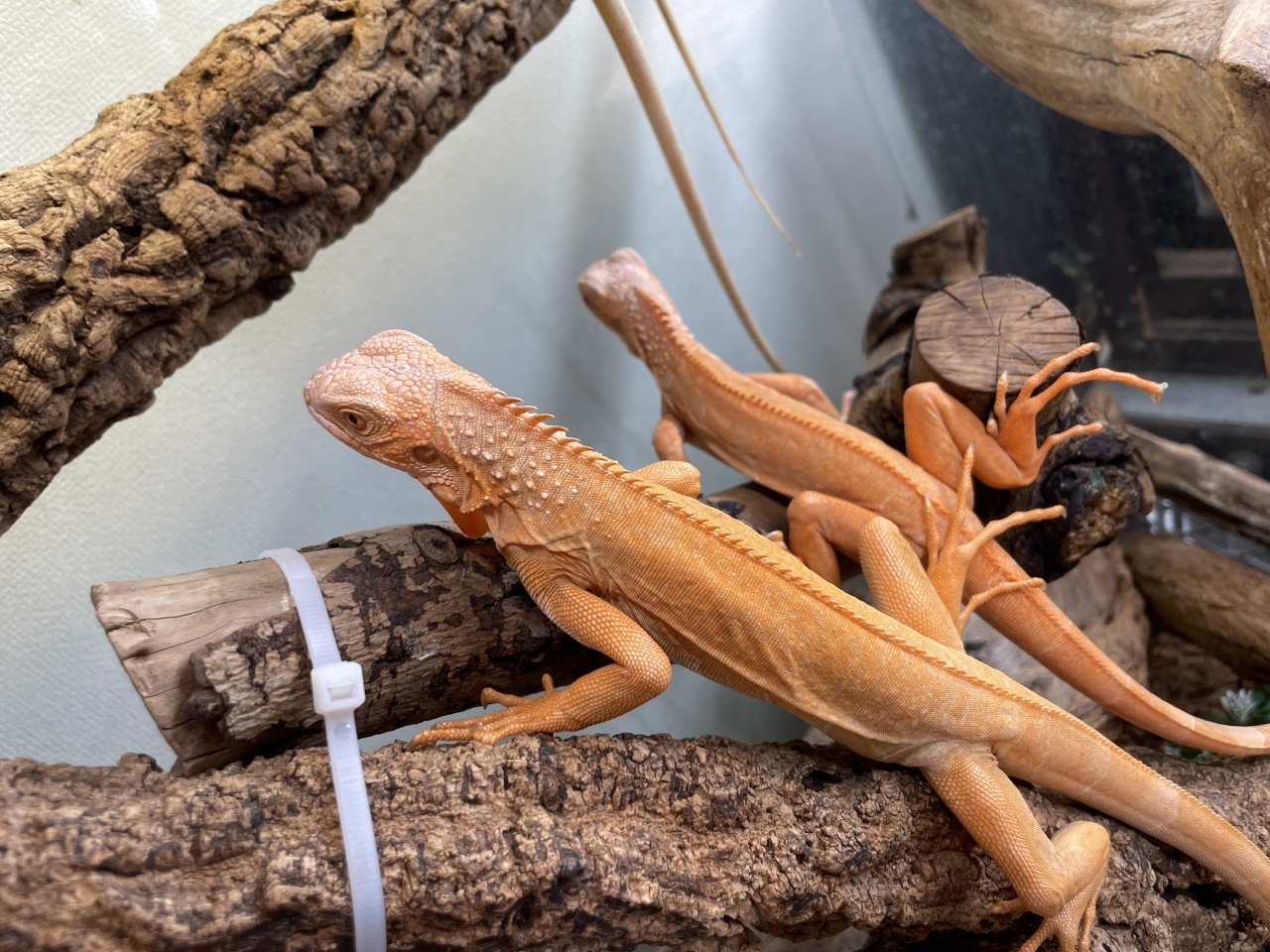 グリーンイグアナ（レッドアルビノ）(5)