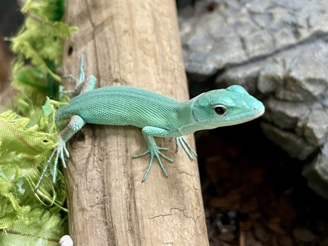 ミドリガストロカナヘビ