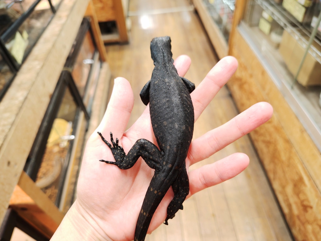 サルバトールモニター（メラニスティック）(2)