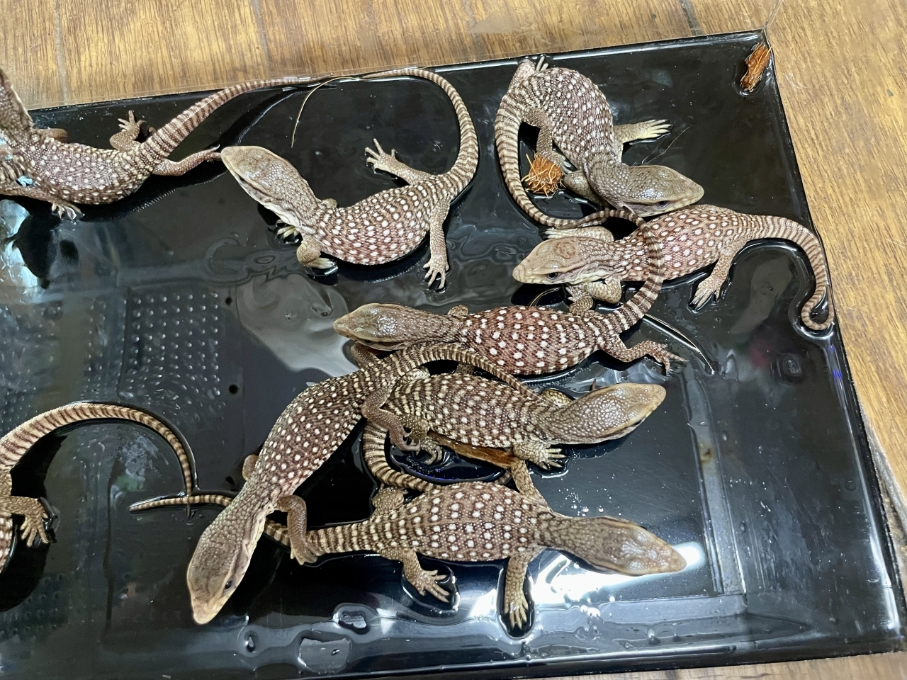 サバンナモニター(1)