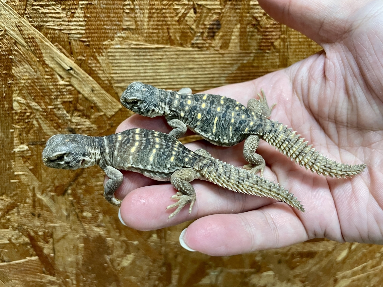 エジプトトゲオアガマ(2)