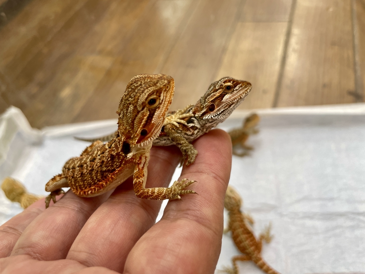 フトアゴヒゲトカゲ（レッド）（イエロー）（レッドトランス）(5)