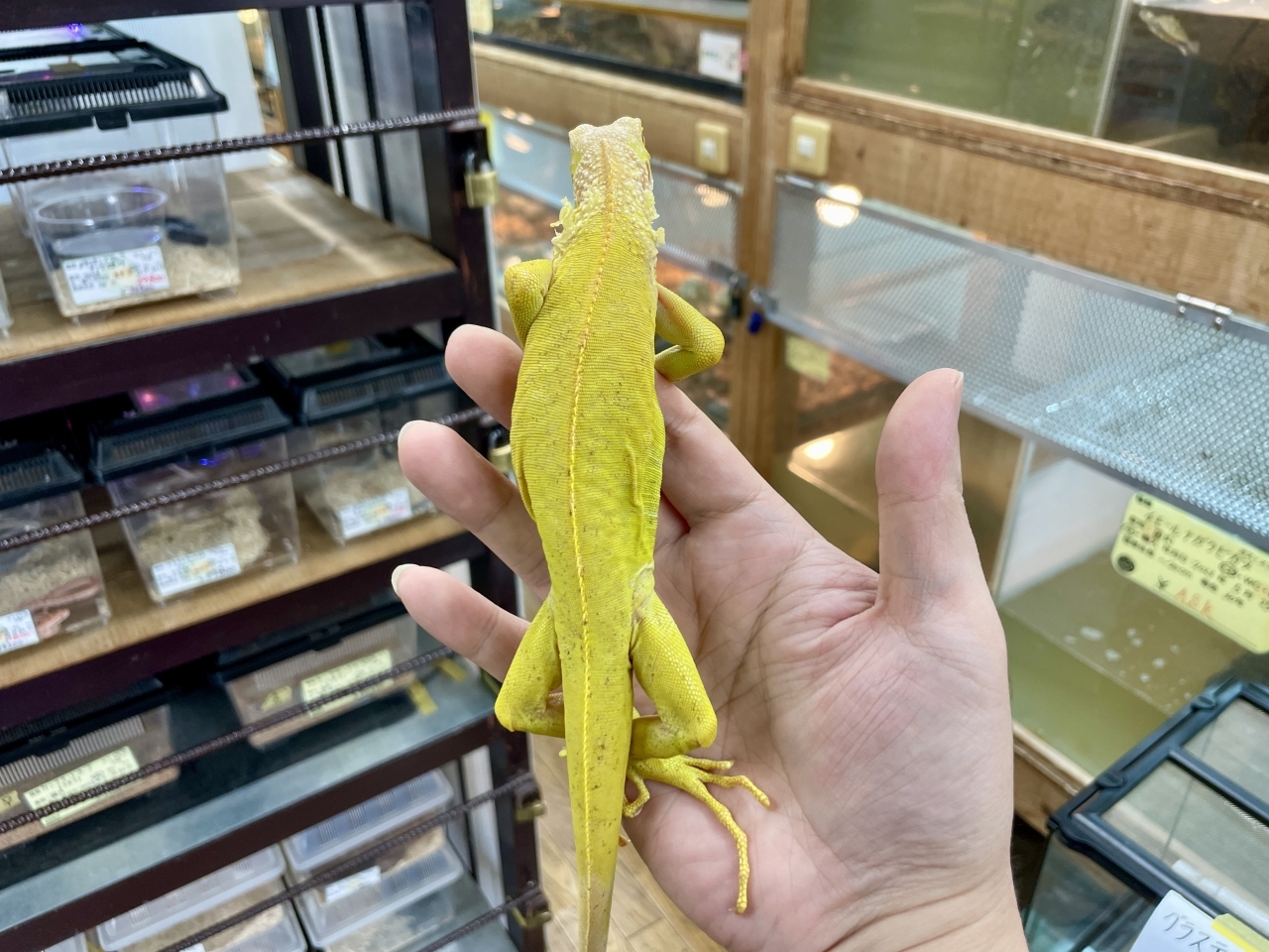 グリーンイグアナ（アルビノ）(3)