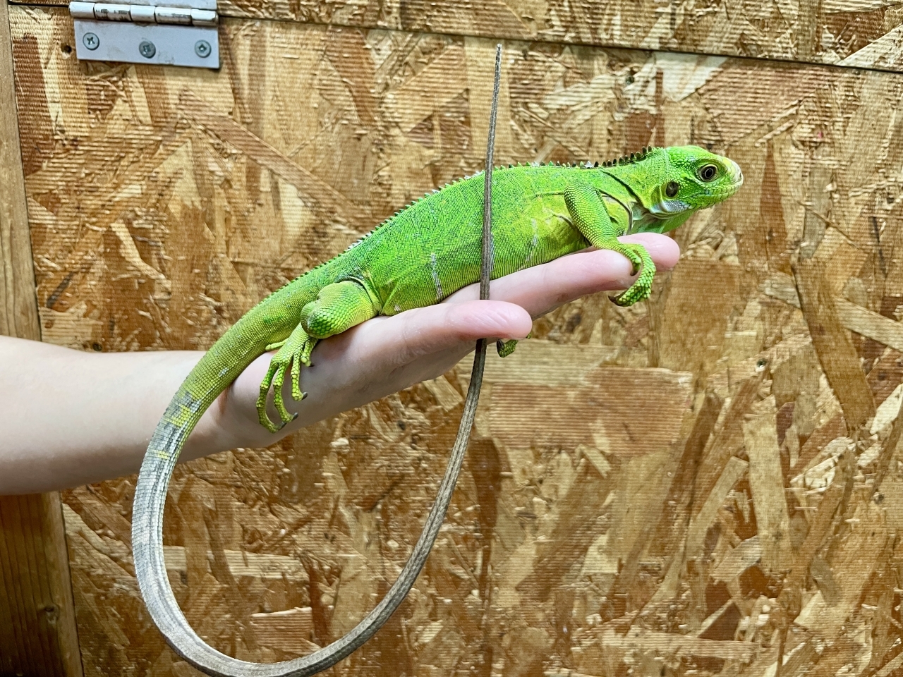 レッサーアンティルイグアナ(4)