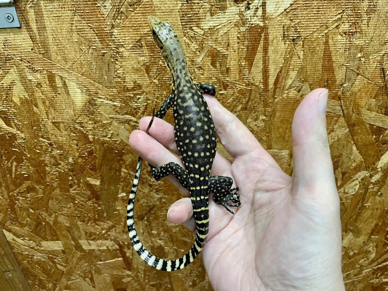 イエローヘッドモニター（ハイイエロー）(3)