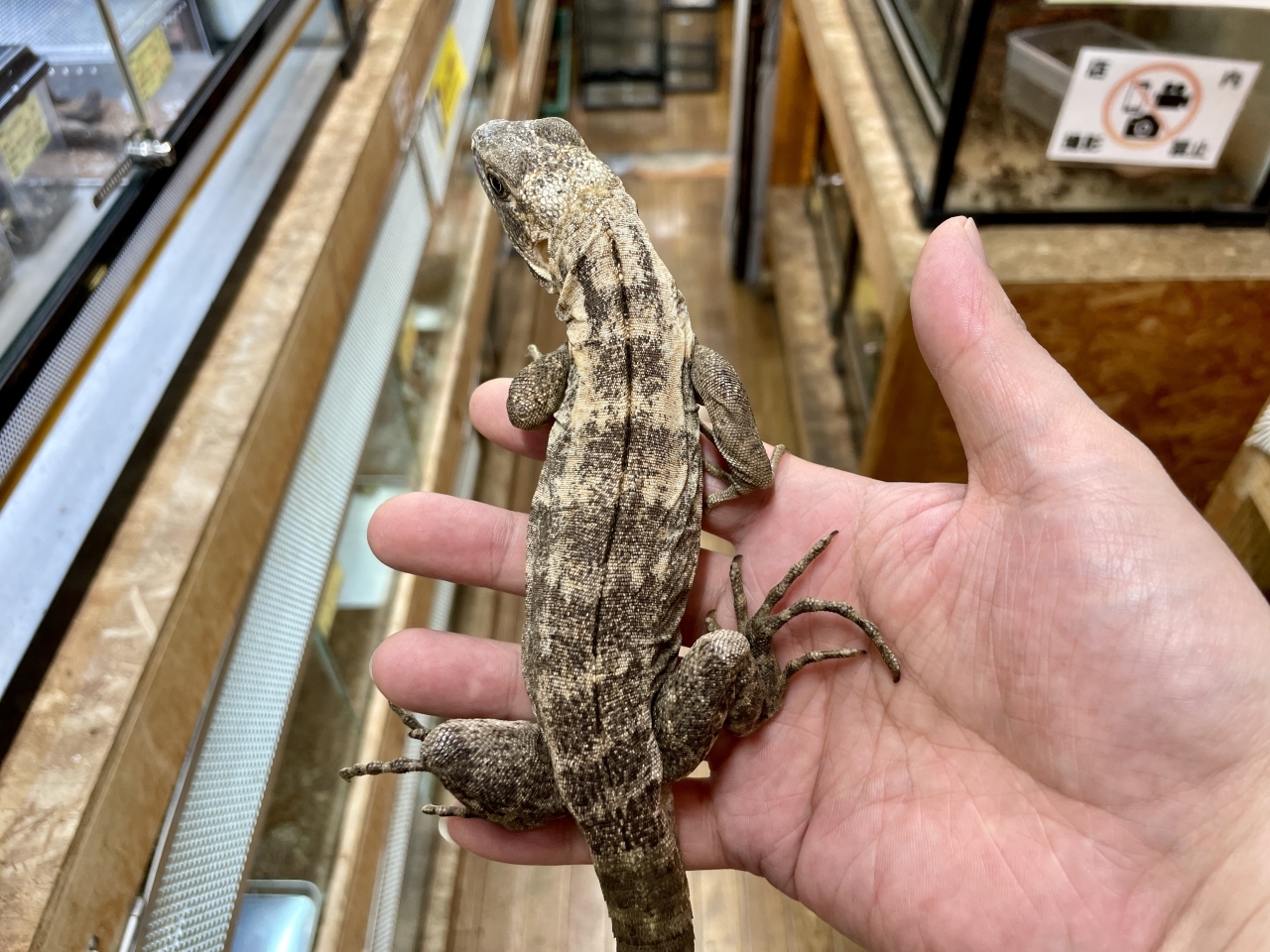 バナナスパイニーテールイグアナ（パンダパイド）(3)