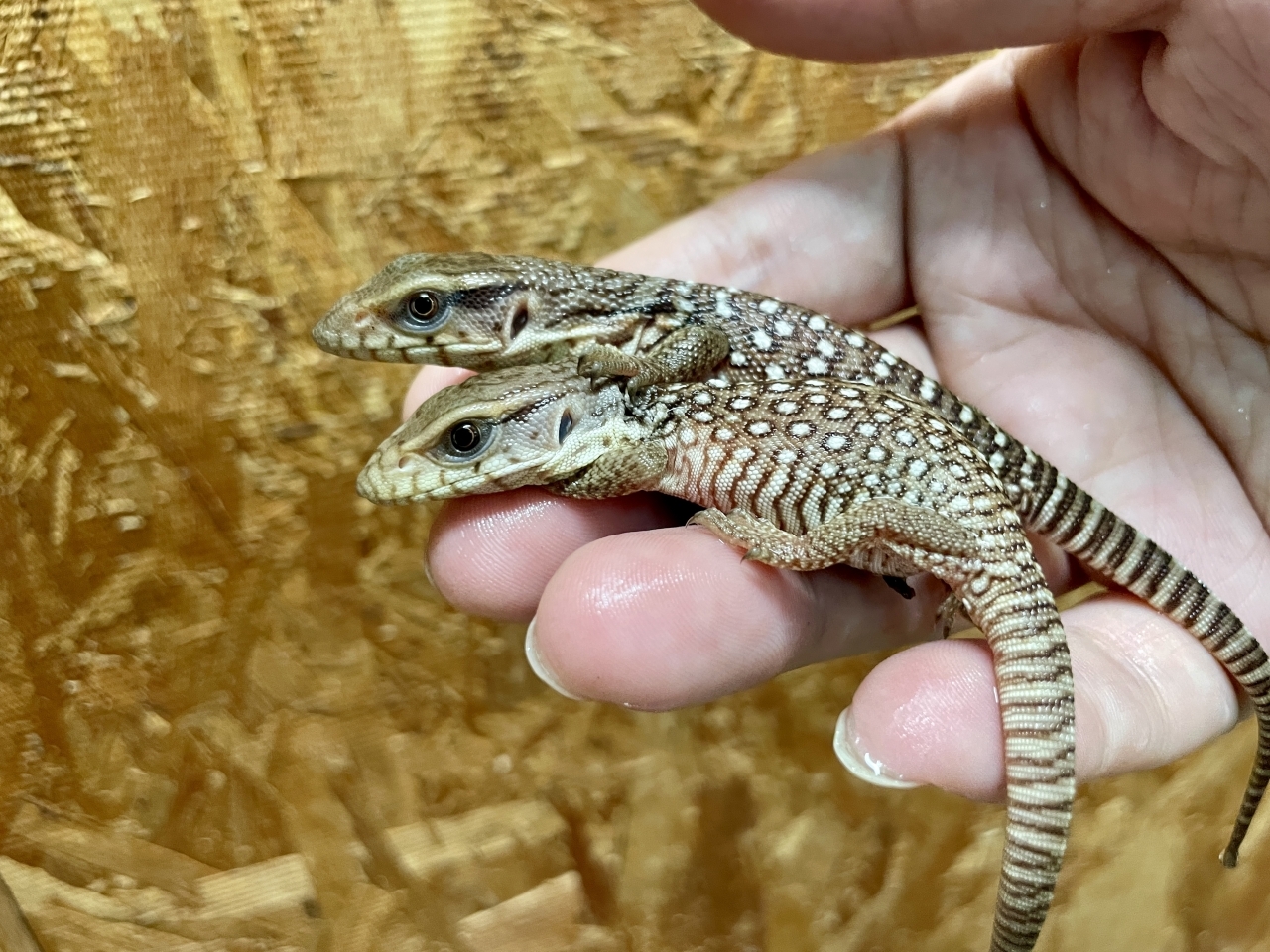 サバンナモニター(2)