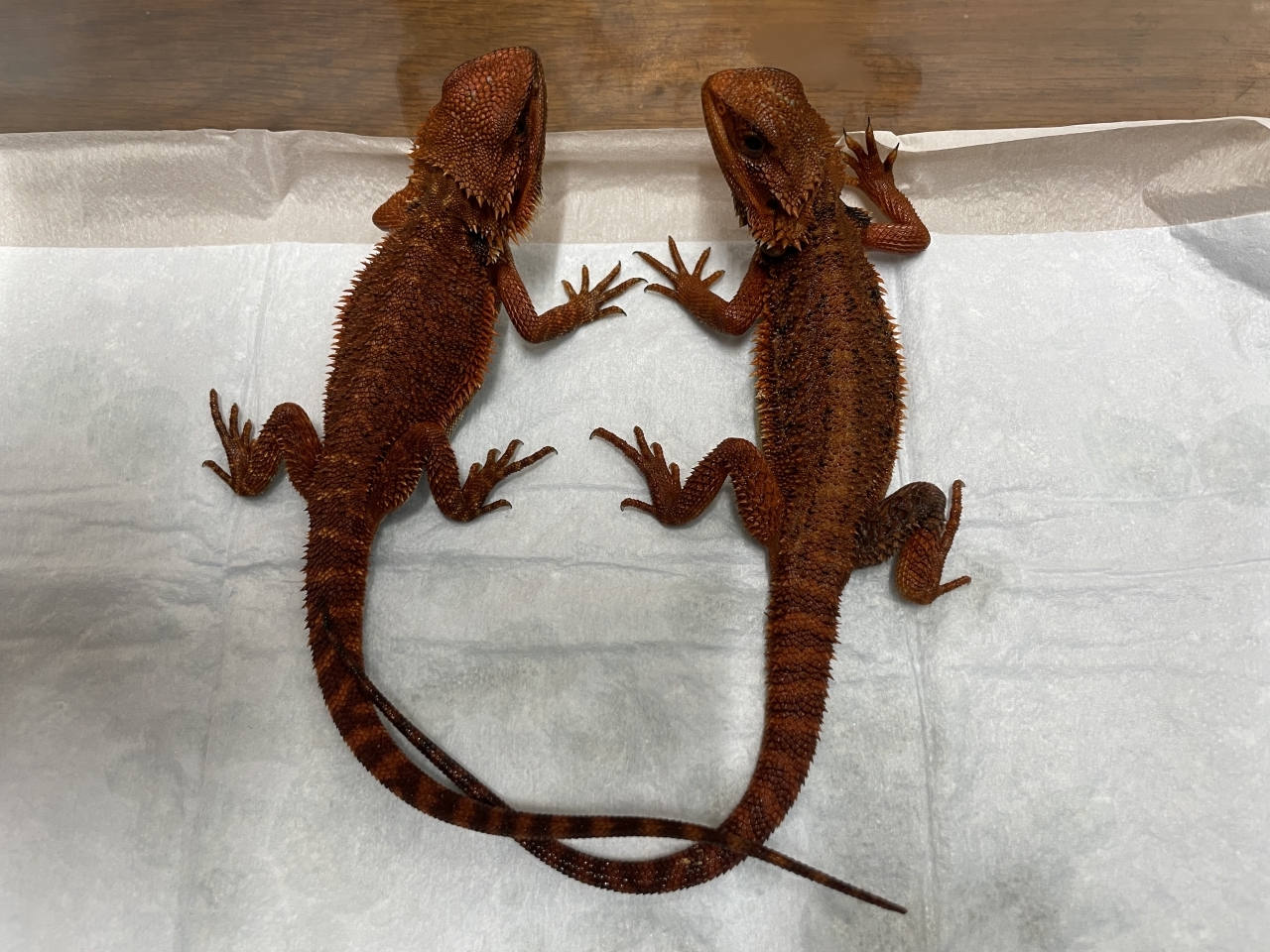 フトアゴヒゲトカゲ（ダークレッドトランスAAA）(1)