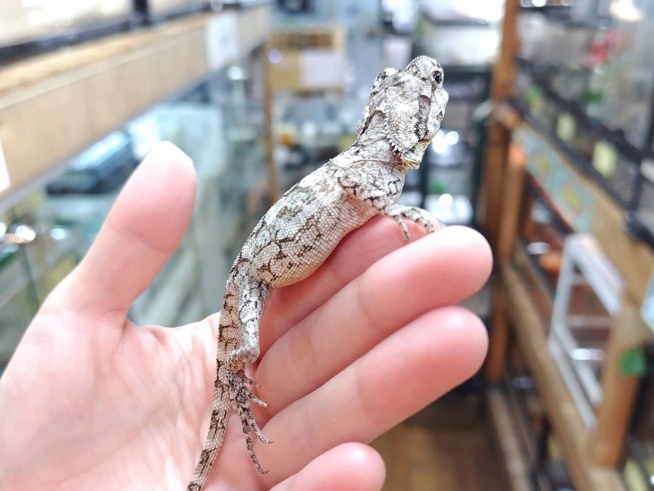 エリマキトカゲ(5)