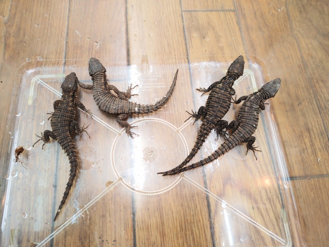 ヒナタヨロイトカゲ