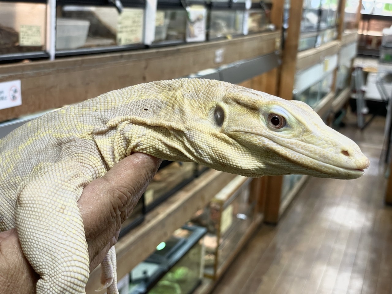 サルバトールモニター（T+アルビノ）(4)