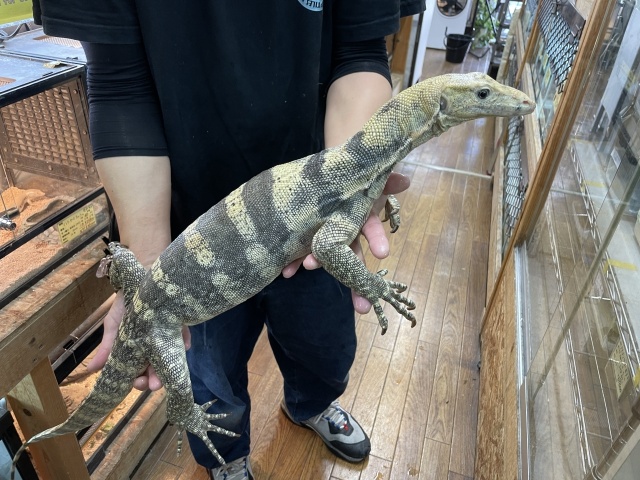 サルファモニター（ハイイエロー）