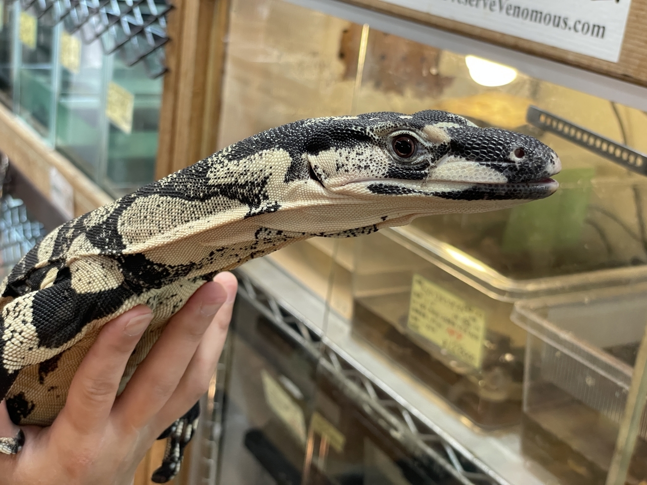 レースモニター（ベルフェイズ）(5)