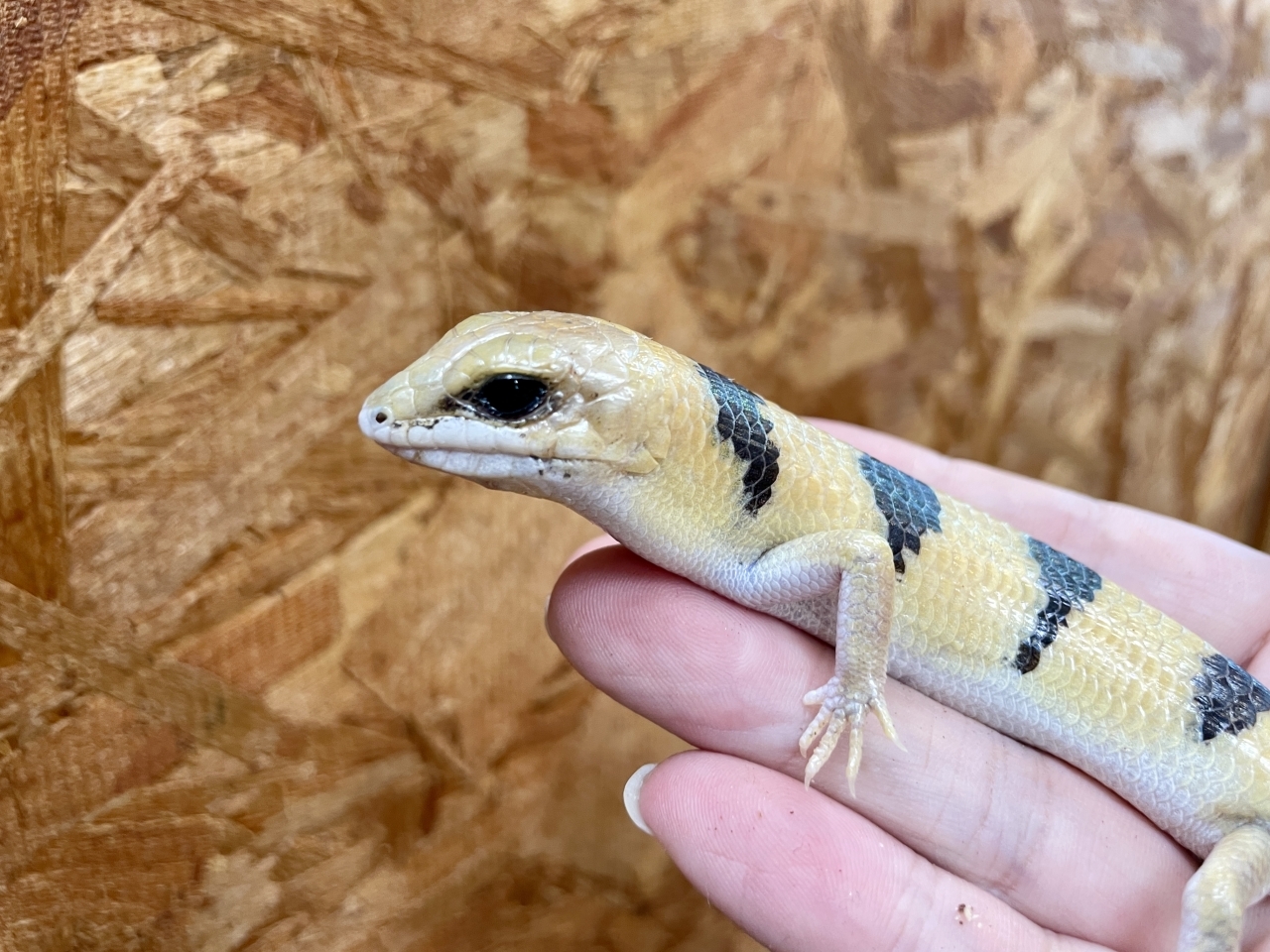 ピーターズバンデッドスキンク(4)