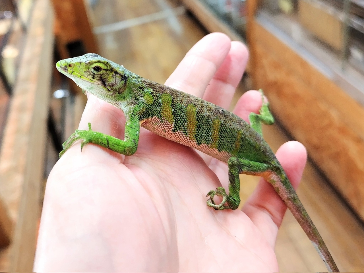 ノギハラハガクレトカゲ(2)