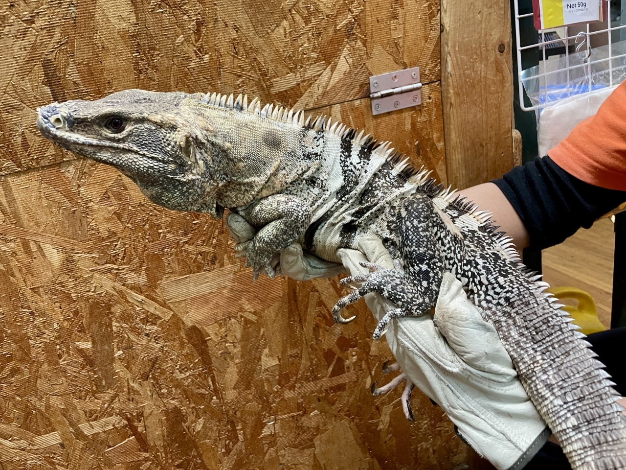 ツナギトゲオイグアナ(7)