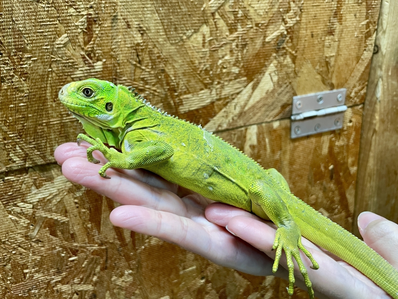 レッサーアンティルイグアナ(1)