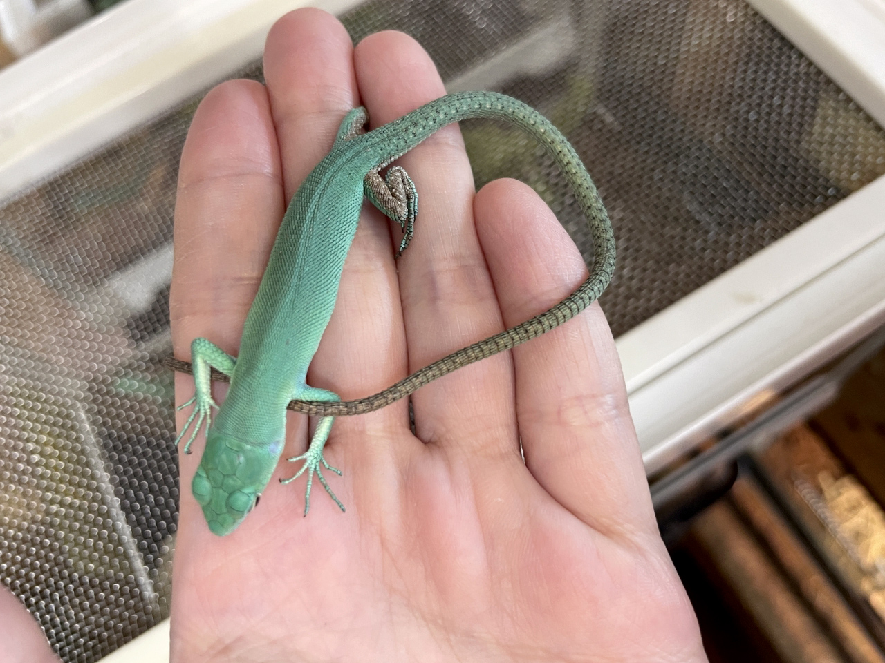 ミドリガストロカナヘビ(3)