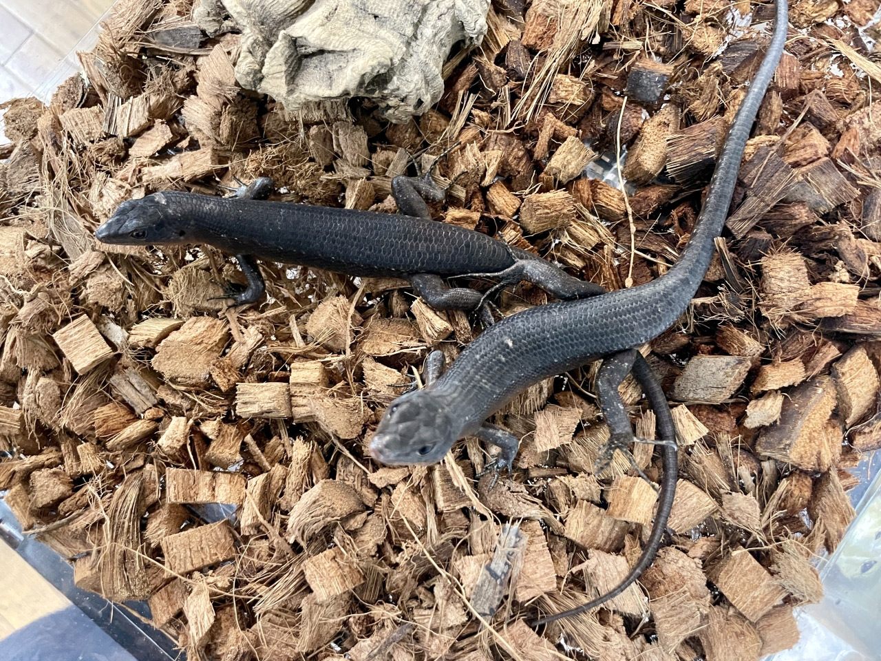 ブラックエモイア(1)