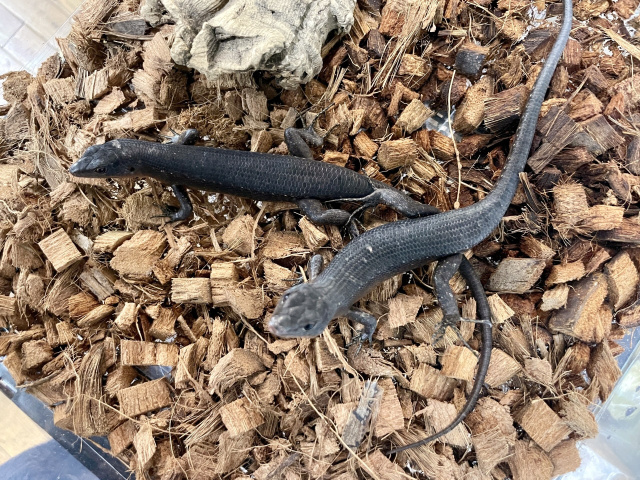 ブラックエモイア