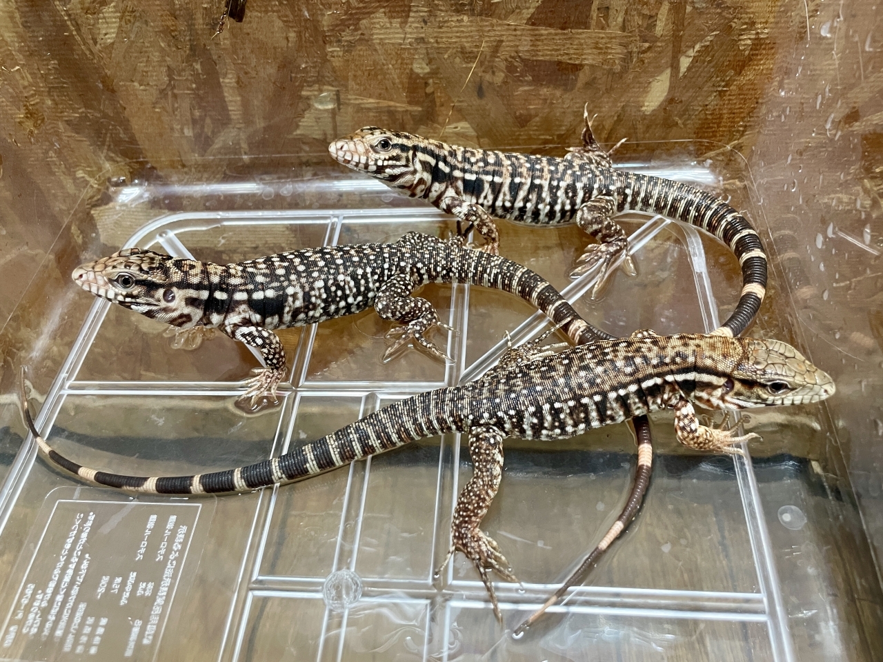 アルゼンチンレッドテグー(4)