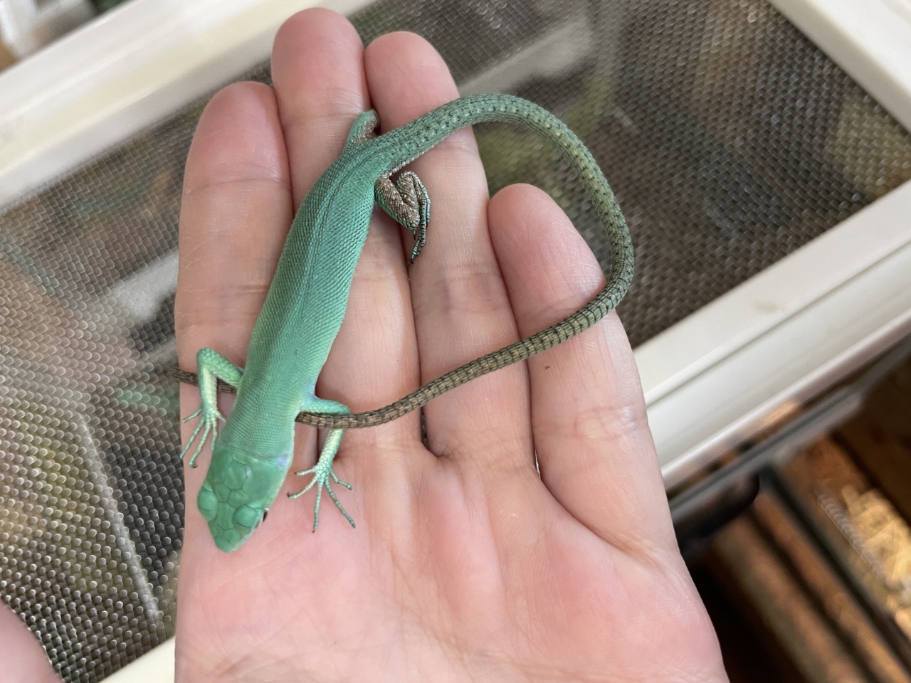 ミドリガストロカナヘビ(3)