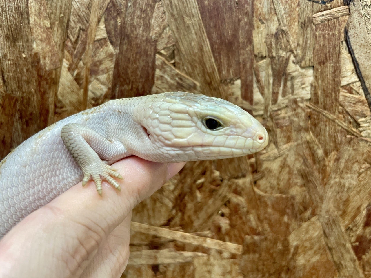 キタアオジタトカゲ（スーパーハイポhetアザンティック）(3)