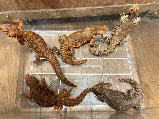 ゲイリートゲオアガマ（レッド）