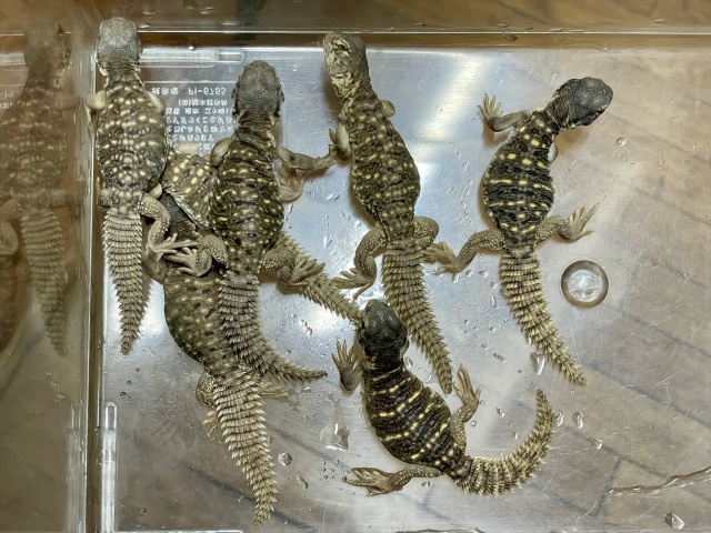 エジプトトゲオアガマ