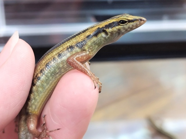 トカゲ 販売 爬虫類ショップ サウリア大阪守口店