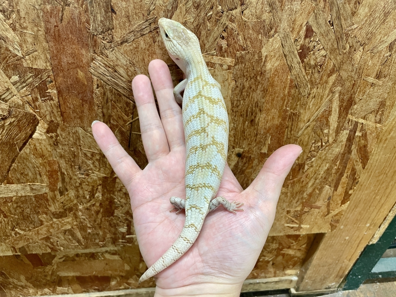 キタアオジタトカゲ（スーパーハイポhetアザンティック）(4)