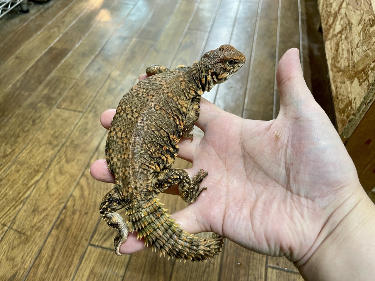 ゲイリートゲオアガマ（レッド）(4)