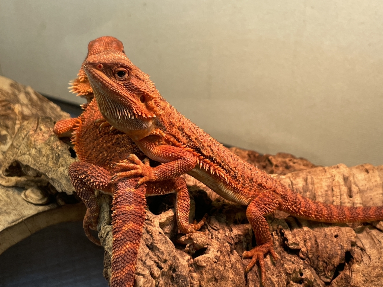 フトアゴヒゲトカゲ（ダークレッドトランスAAA）(3)