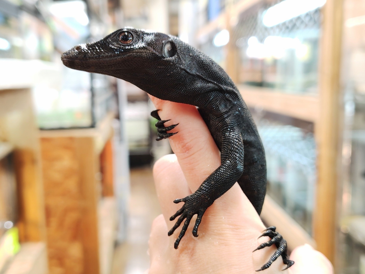 サルバトールモニター（メラニスティック）(4)