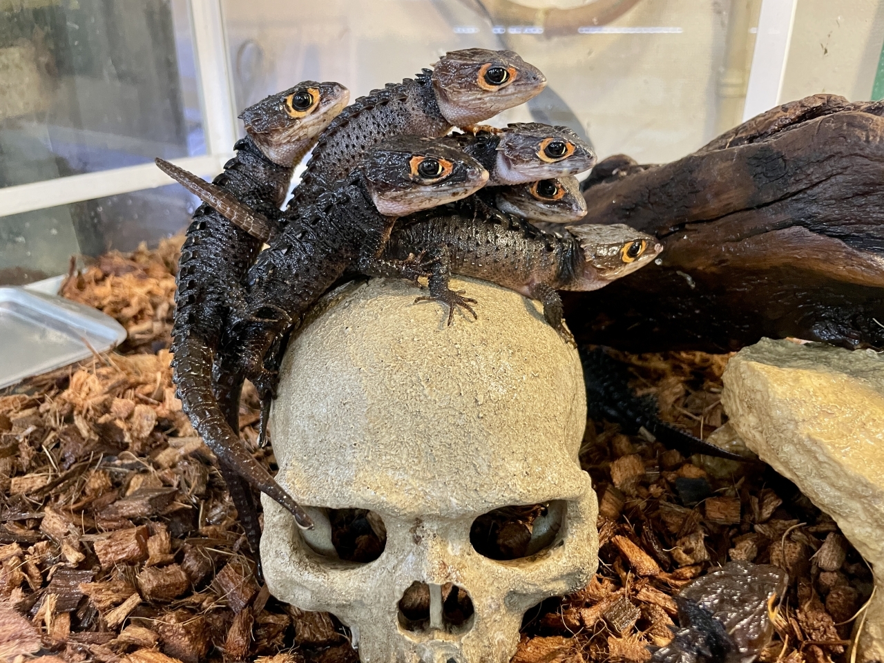 アカメカブトトカゲ(1)