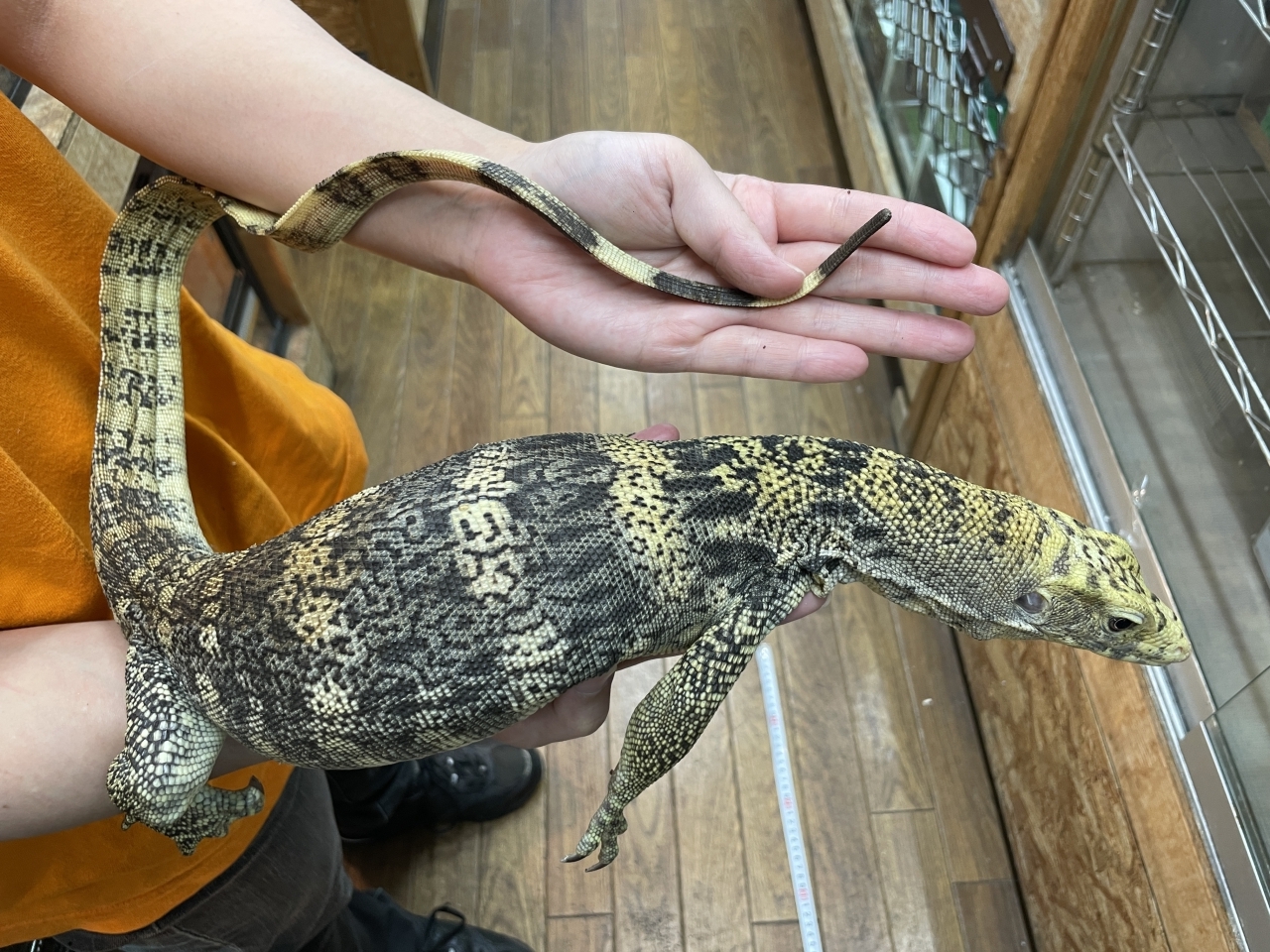 サルファモニター（ハイイエロー）(5)