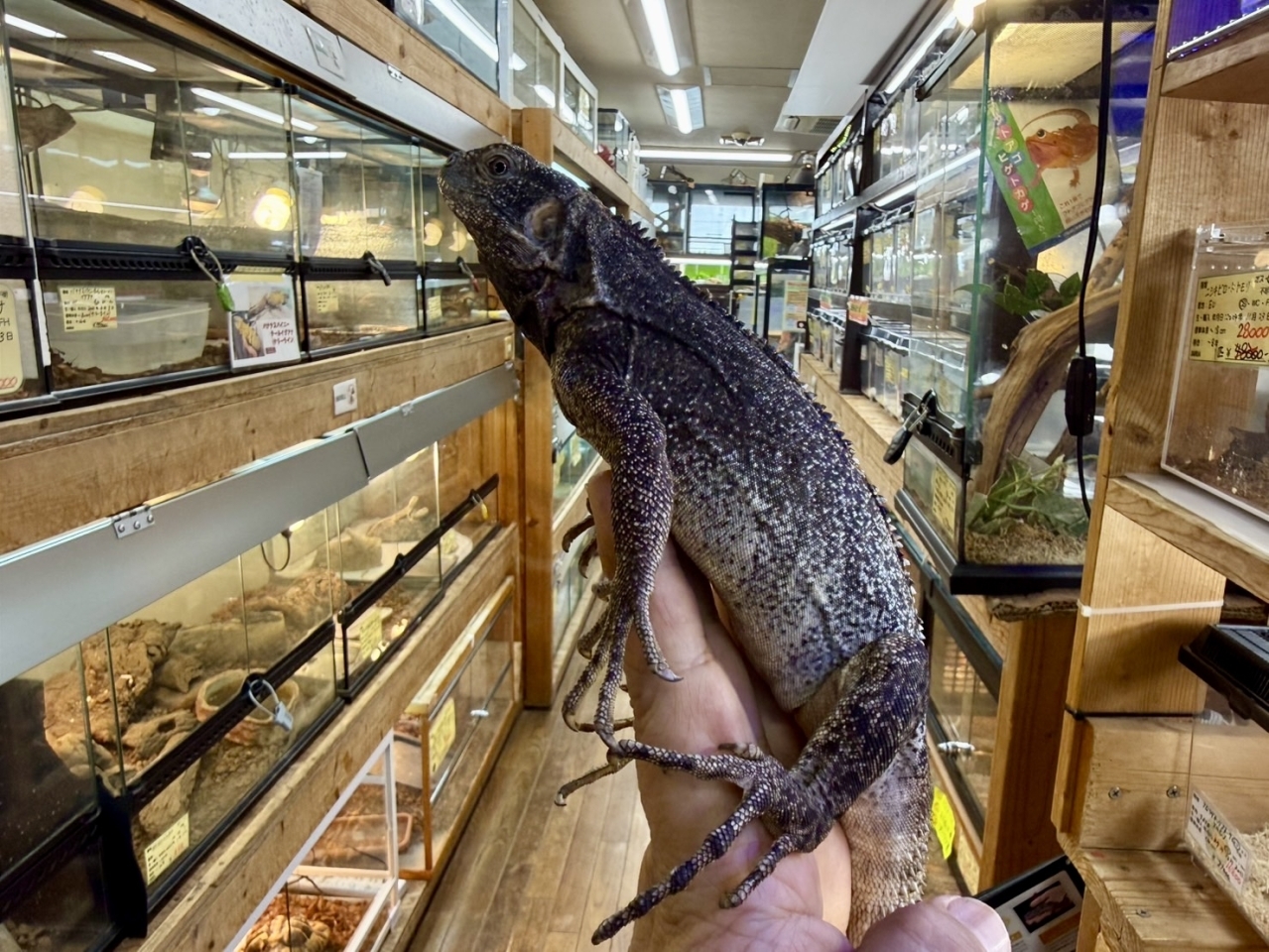 ブルーペクティナータ(2)