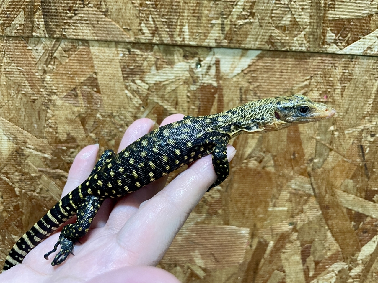 イエローヘッドモニター（ハイイエロー）(2)