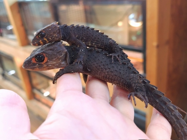 アカメカブトトカゲ