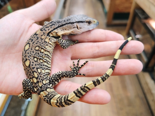 アフリカンロックモニター（ノドグロ）