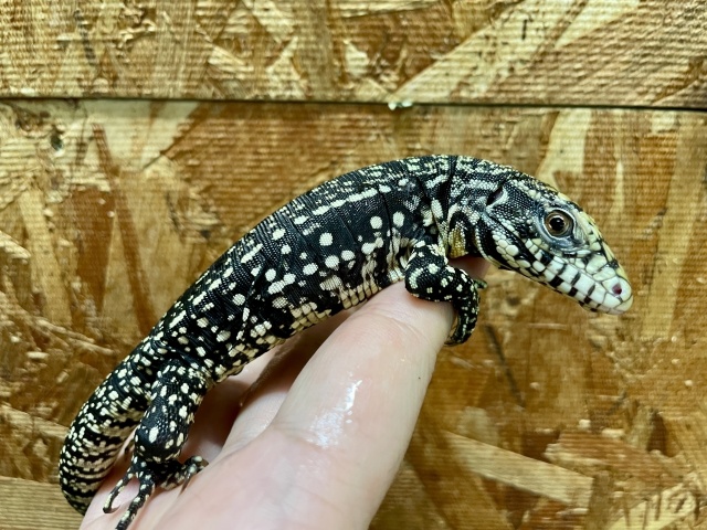 アルゼンチンブラックアンドホワイトテグー