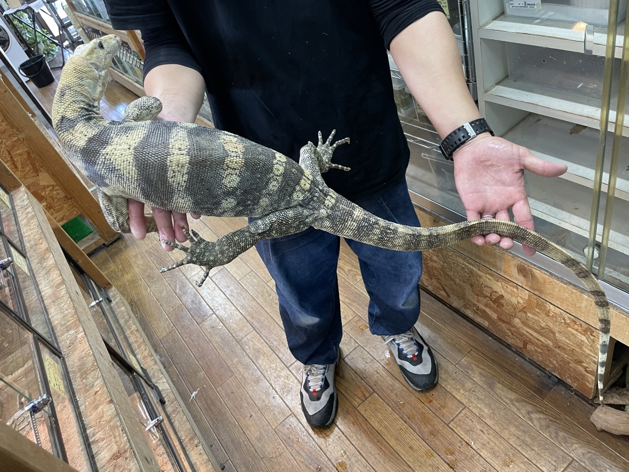 サルファモニター（ハイイエロー）(5)