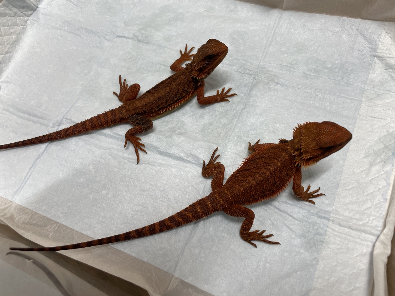 フトアゴヒゲトカゲ（ダークレッドトランスAAA）(2)