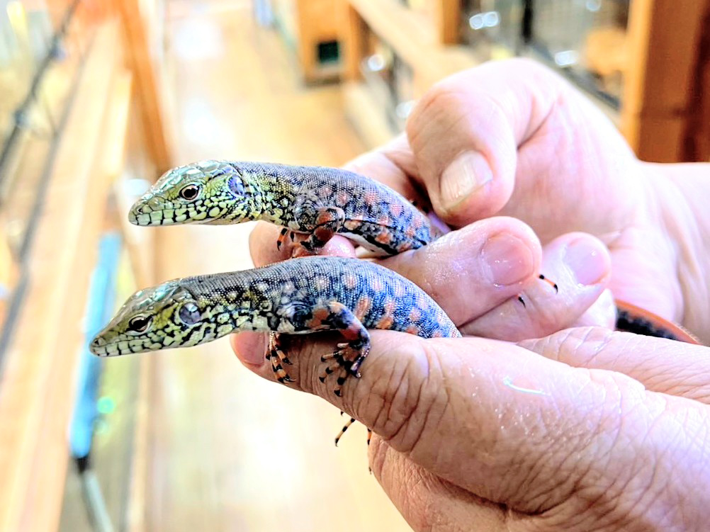 クロコダイルテグー(3)