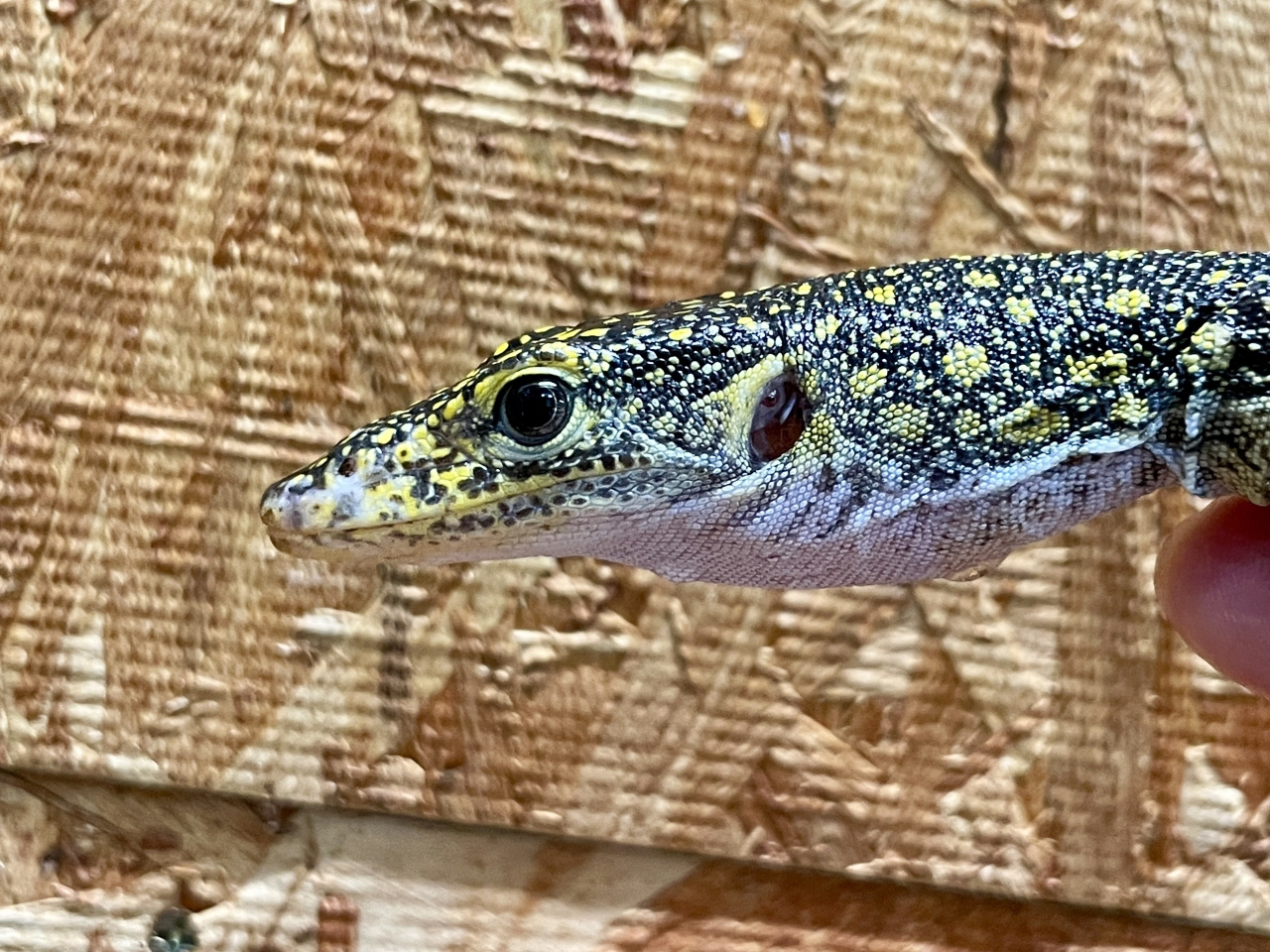 カイケチルモニター(4)