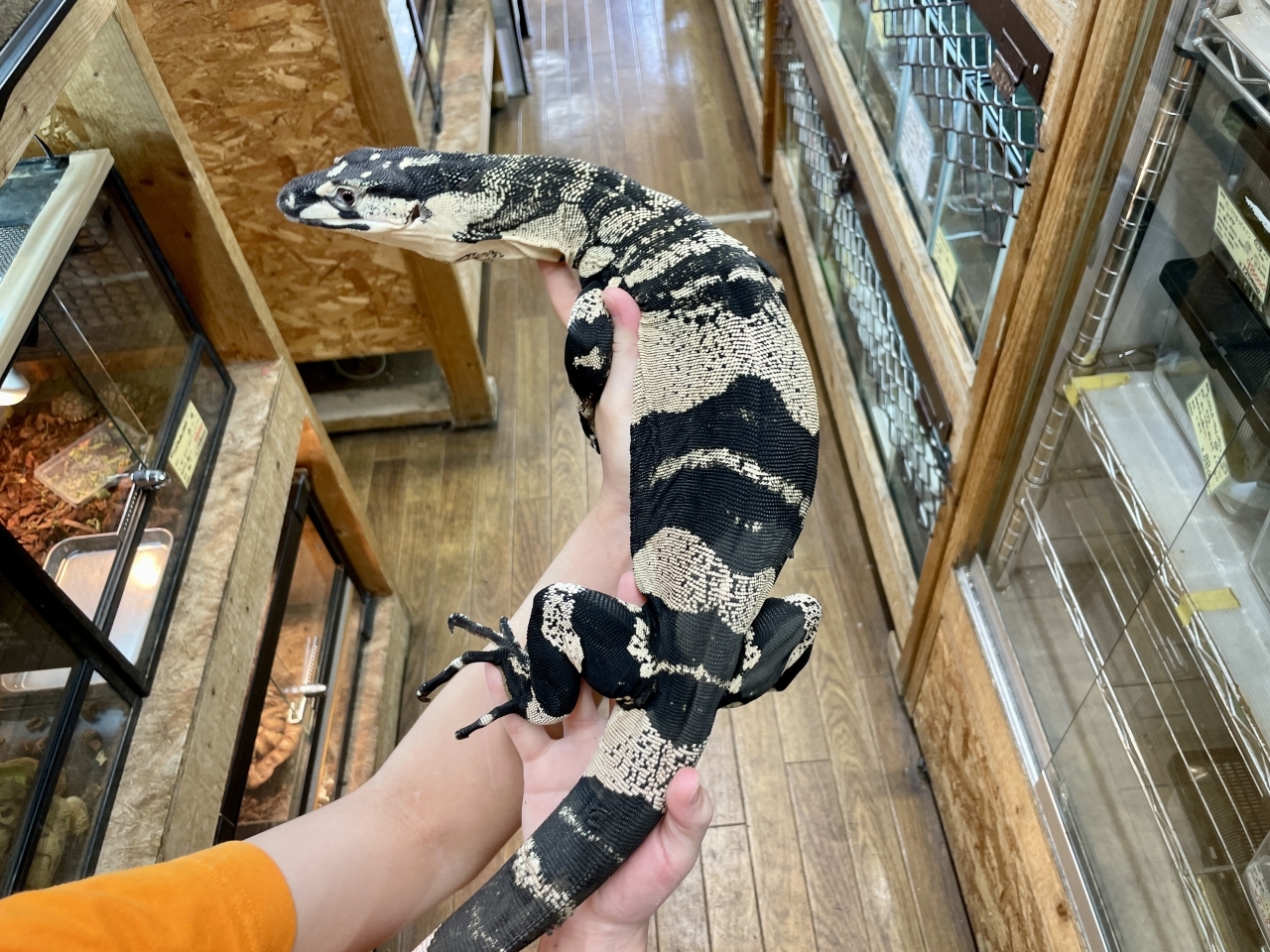 レースモニター（ベルフェイズ）(2)