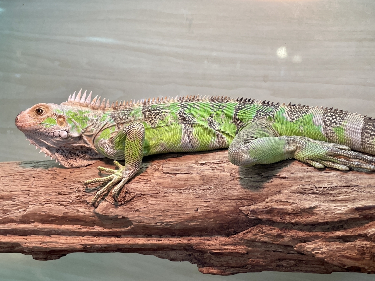 トバコホワイトゼブライグアナ(2)