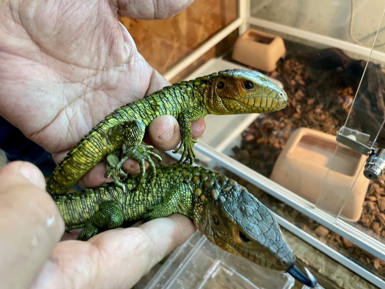 ギアナカイマントカゲ(3)